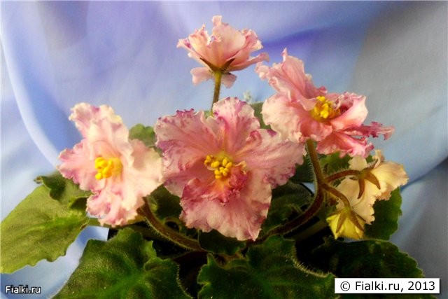 розовые полумахровые цветы с венозным вишнёвым рисунком и жёлтыми разводами по центру, листья средне зелёные, округлые слегка волнистые, розетка компактная
