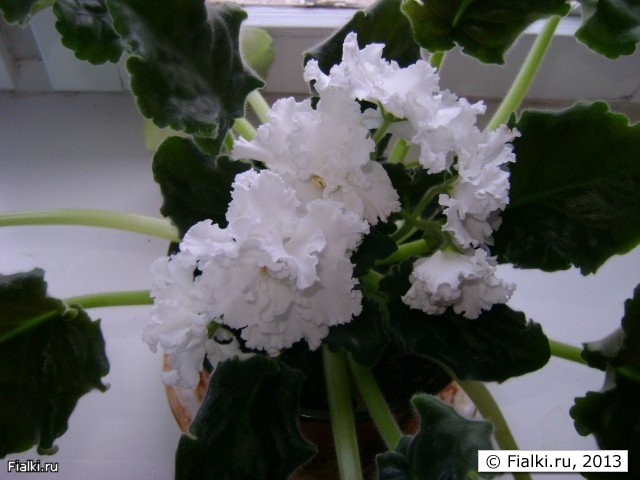 Белые крупные полумахровые цветки волнито-кружевные. листья темно-зеленые волнистые