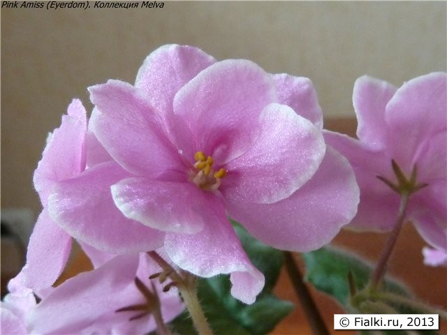 Цветок Pink Amiss
