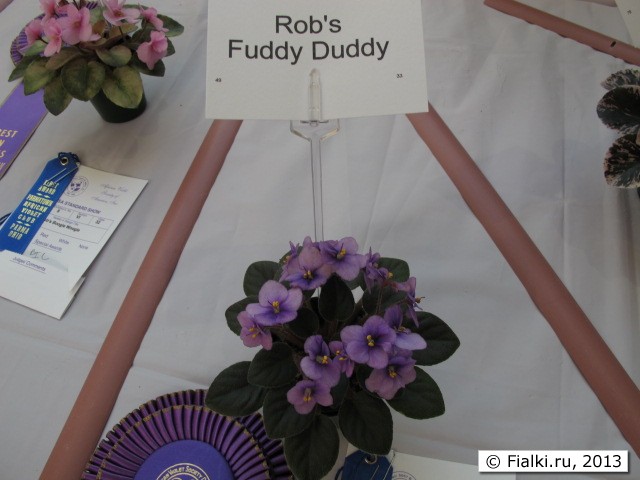 Rob's Fuddy Duddy