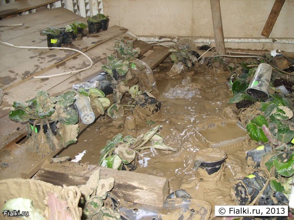 Фиалки в наводнение в Крымске