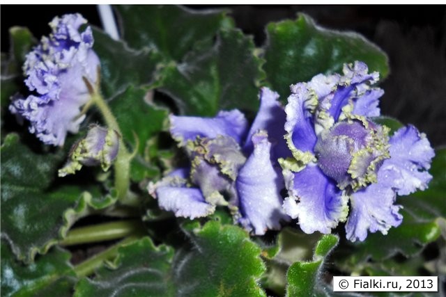 бело-голубые "капусточки с крученым салатовым кантом, листья тёмные волнистые