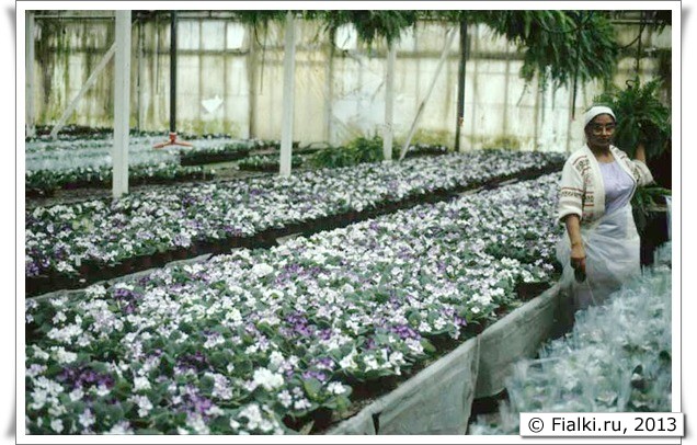 Раба фиалок