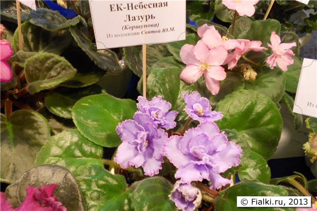 крупные полумахровые нежно сиреневые цветы с пурпурным кантом, листья простые средне зелёные, розетка средняя