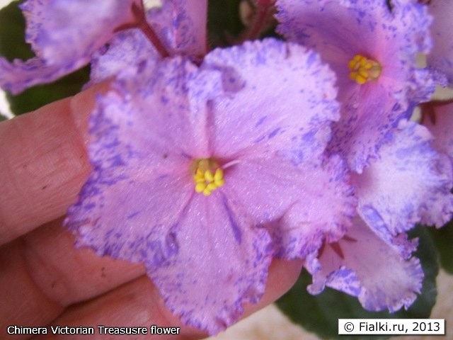 Chimera Victorian Treasusre flower
