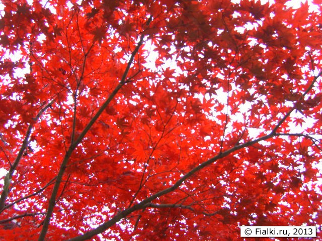 red tree 2