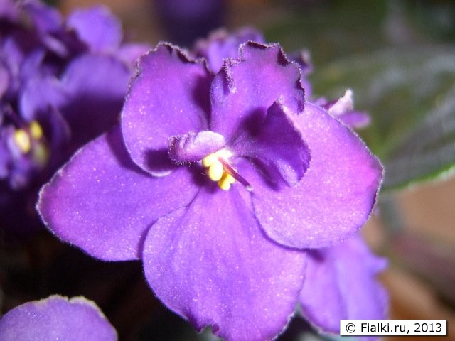 maui flower