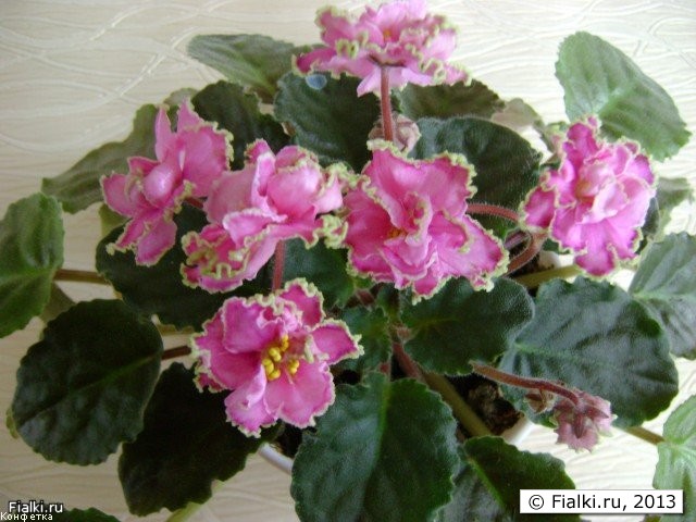 Ярко розовые махровые цветки с зеленой рюшей. Зеленая овальная листва