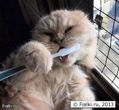 Кошка чистит зубы