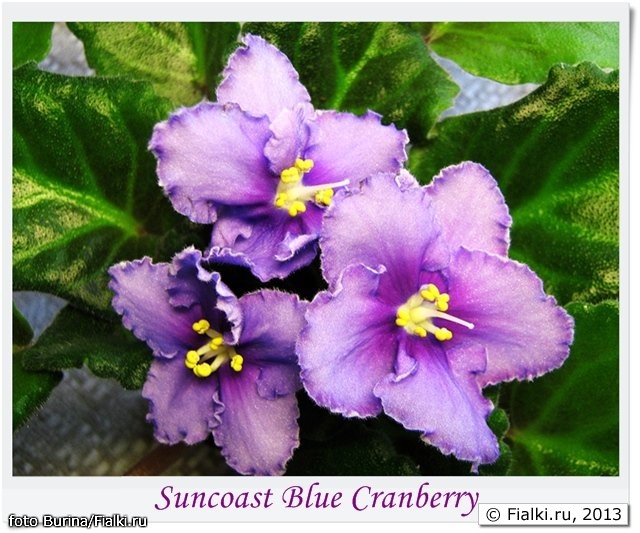 suncoast blue cranberry