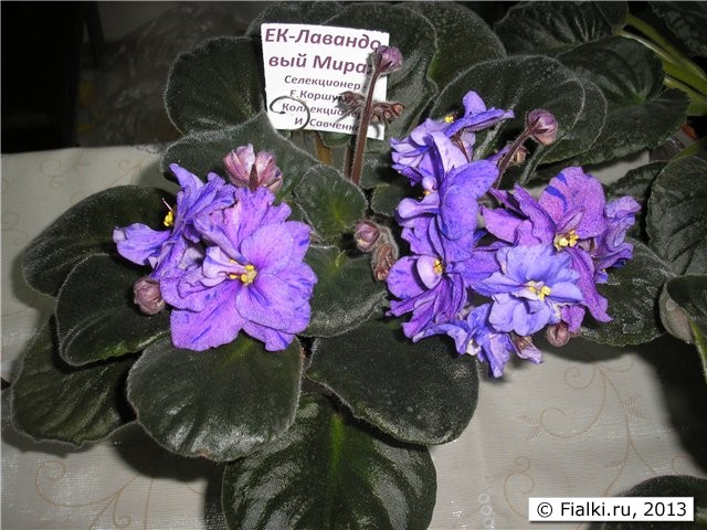 ЕК- Лавандовый Мираж ЕК- Лавандовый Мираж