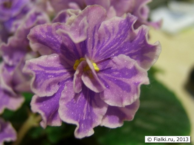  calico queen flower 1