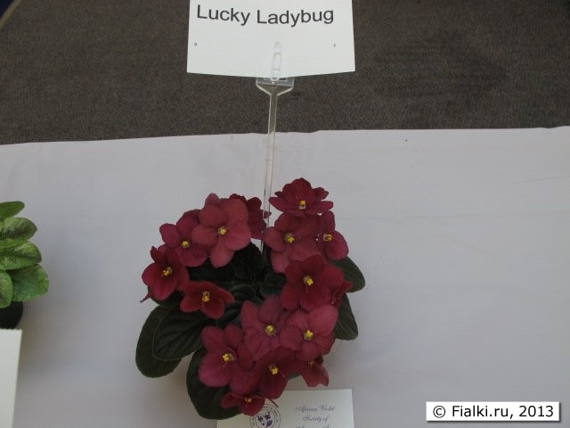 Laucky Ladybug
