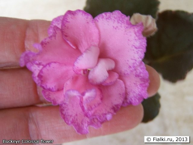 Buckeye Colossal flower