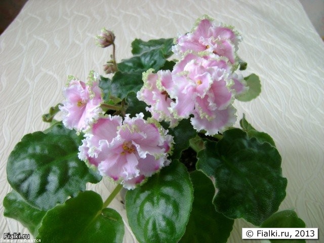 Крупные розовые махровые с малиновым напылением по краю лепестков, с зеленой рюшей цветы. Зеленая листва