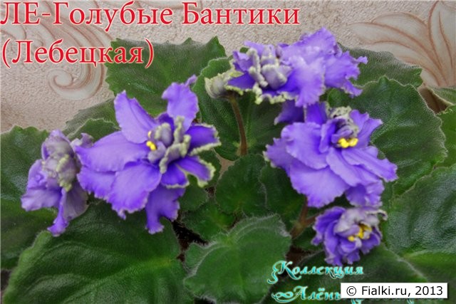 голубые полумахровые цветы орхидной формы с салатовым крученым кантом, листья слегка волнистые округлые светло зелёные, розетка средняя