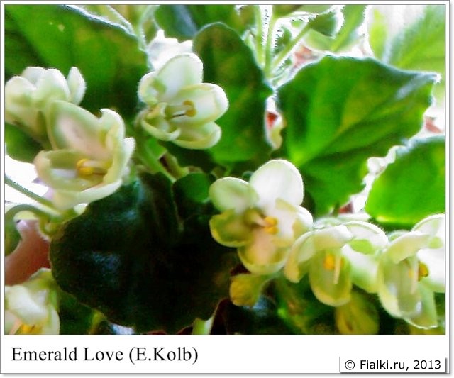 Emerald Love (E.Kolb)