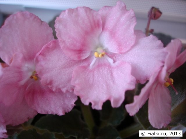 гофрированные дымчато-розовые с белым пятном в центре