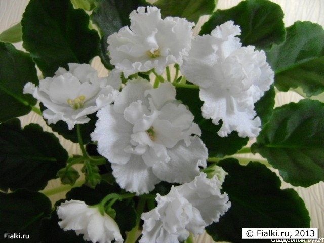 Крупные белые махровые цветы. Темно-зеленые листья