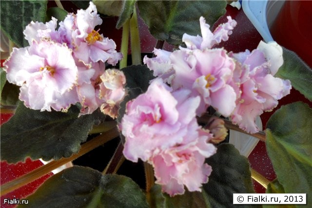 нежно розовые полумахровые цветы с тоненьким вишнёвым и салатовым кантом, листья простые средне зелёные, розетка средняя
