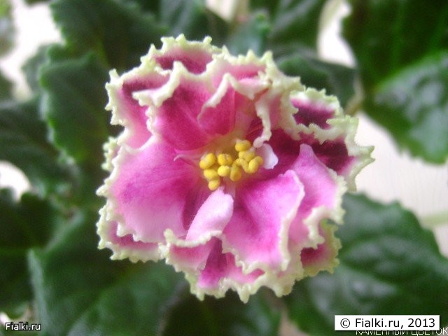 Каменный цветок ( Морев). Густо махровые тональные розовые звезды с густой зеленой рюшейю Средне-зеленая волнистая листва