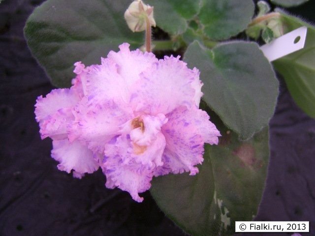 flower 4