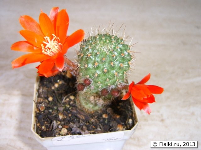Orange cactus