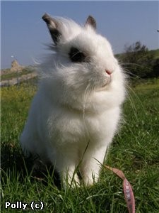 Мой карликовый кролик