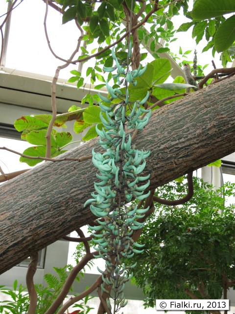 turquoise tree
