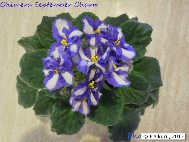 september charm plant