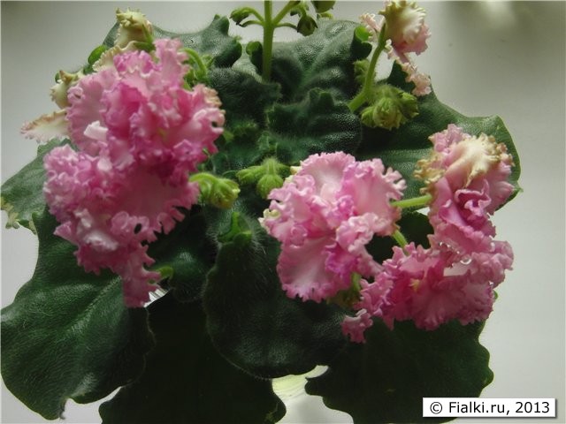 Крупные полумахровые бело-розово-фуксиевые цветы с обильнейшей глубоко гофрированной бахромой, часто с зеленцой, роскошной пеной, покрывают изумрудную волнистую листву. 