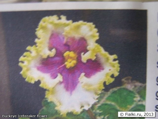 Buckeye Icebreaker flower