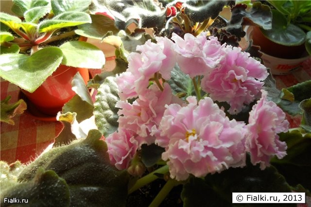 бело-розовые махровые цветы с острыми лепестками, листья волнистые буро-зелёные лодочкой, розетка средняя