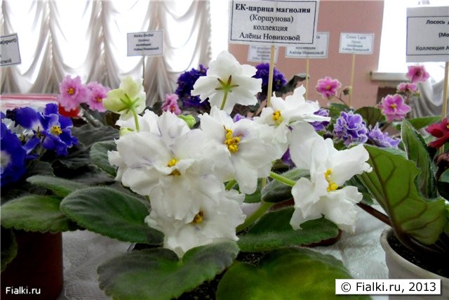 белые махровые цветы с лёгкими фиолетовыми бликами, листья простые зелёные, розетка средняя