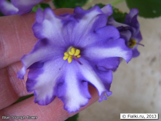 Blue Triumph flower