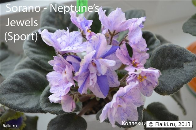 Neptune's Jewels
