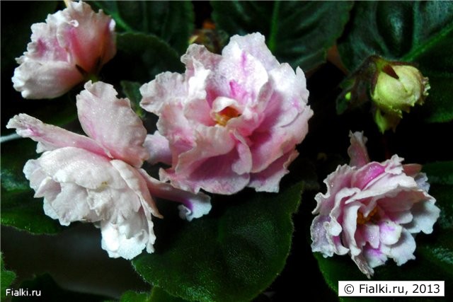 крупные бело-розовые махровые цветы, листья простые тёмные, розетка средняя
