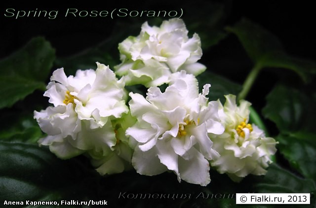 Spring Rose (Спринг Роуз), Sorano