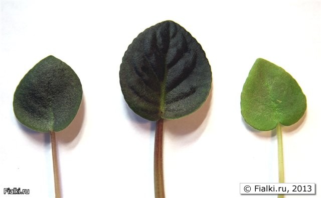 RКрайние листы сняты со стартеров, средний с цветущего растения.