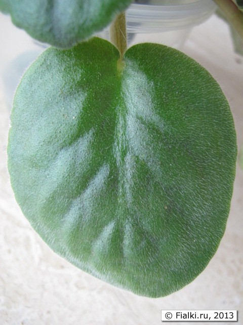 Blue Dragon leaf