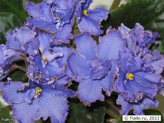 Крупные-5см, полумахровые цветы чистого темно-голубого цвета. По краю лепестков идет тонкая бордовая кайма и  мелкая рюшка. Розетка стандартная - 25 см.