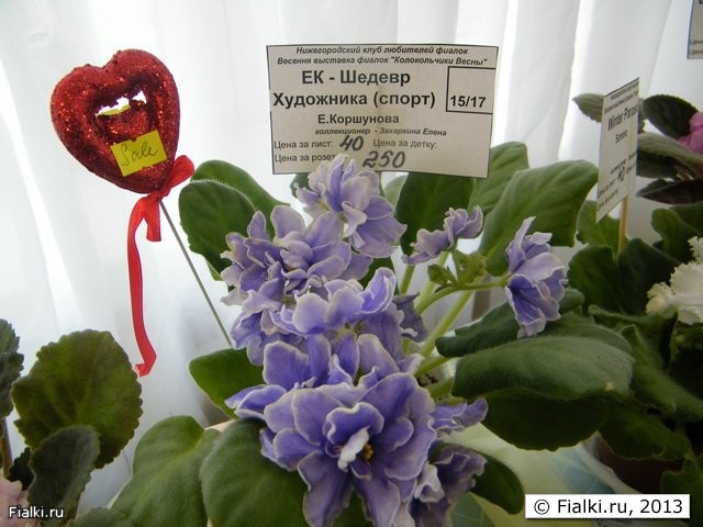 Выставка фиалок  в Нижнем Новгороде
