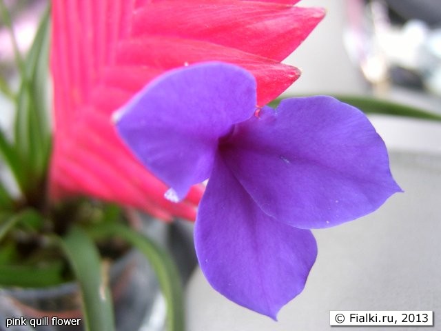 pink quill flower