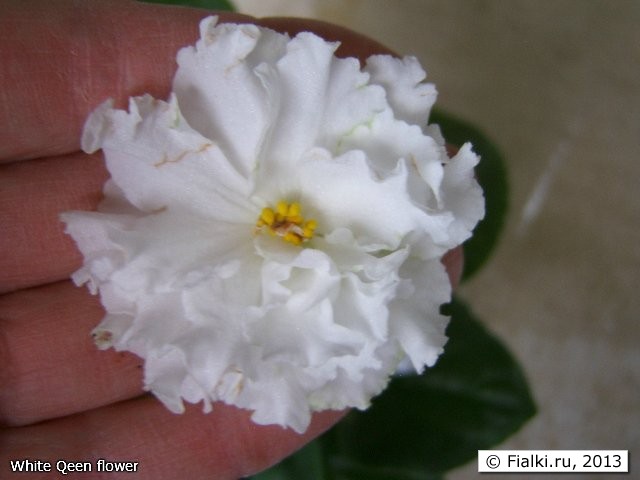 White Qeen flower
