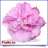 Кокетка