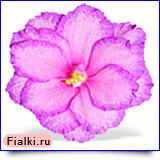 Гончарова % фиалка Suncoast Secret Fantasy (Санкоуст Сикрет Фэнтези), Williams