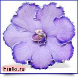 Orchid Fiesta