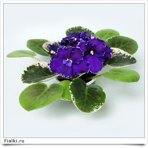 apache midnight фиалка фото и описание онлайн apache midnight фиалка фото и описание