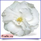 смотреть розетку Rhapsody In White