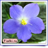 Шакурова % фиалка Silverglade Sprays (Силвэглейд Спрэйз), Harrison